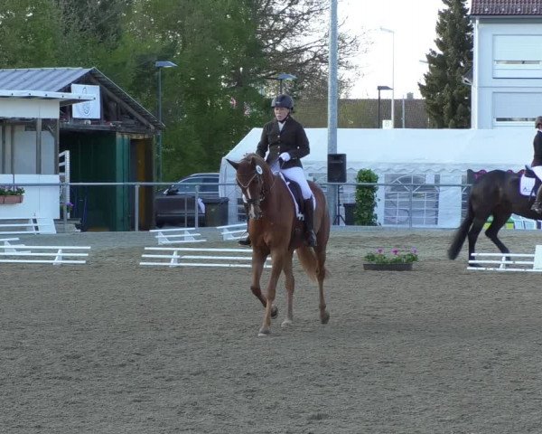 Reitturnier Rottweil 2017