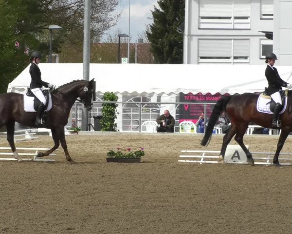 Reitturnier Rottweil 2017