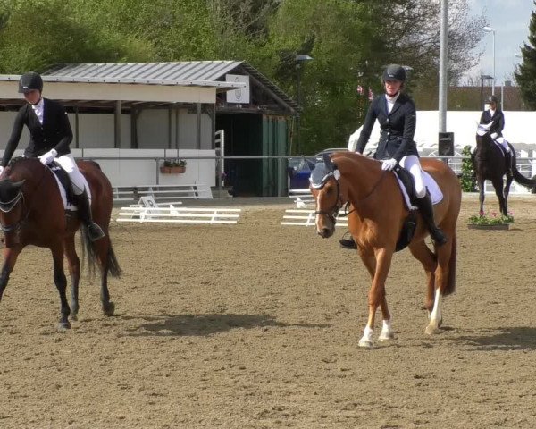 Reitturnier Rottweil 2017