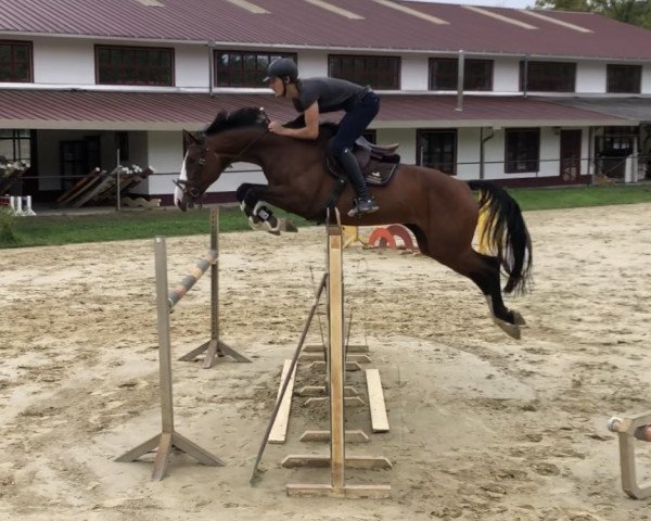 broodmare La Vida Loca Tp (German Sport Horse, 2012, from Lyjanero)