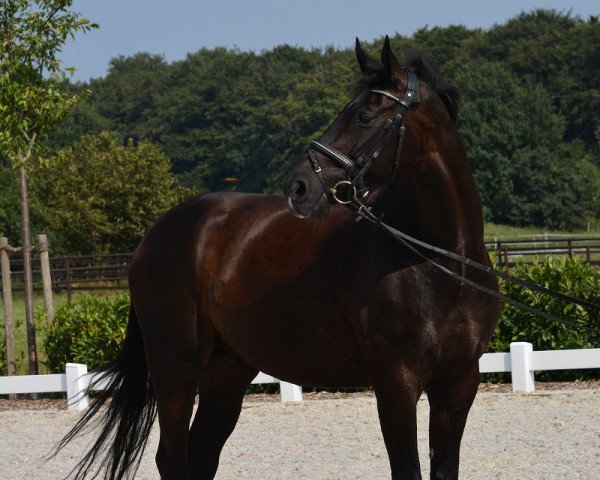 dressage horse Daim 12 (Hanoverian, 2008, from Diamond Hit)