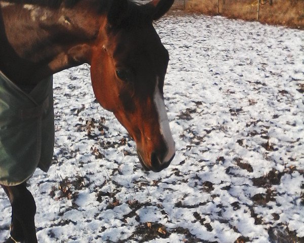 broodmare Scilla (Mecklenburg, 2011, from Sir Galanto)