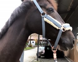 Dressurpferd Dein Stern Sp (Westfale, 2012, von Damon Hill)