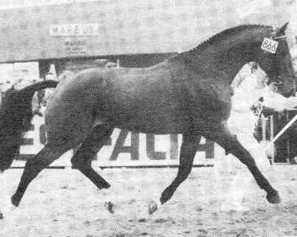 stallion Zoogedacht (KWPN (Royal Dutch Sporthorse), 1981, from Nooitgedacht)