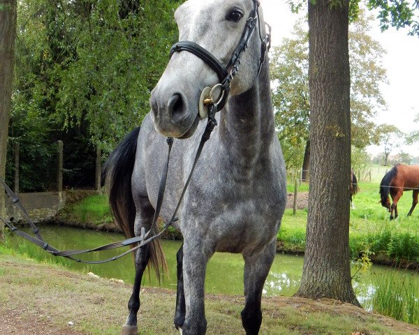 Springpferd Iduna v/d Falieberg (KWPN (Niederländisches Warmblut), 2013, von Napels)