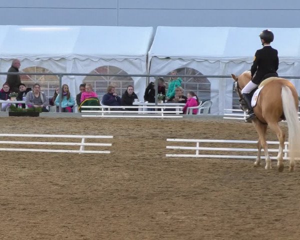 Reitturnier Rottweil 2017
