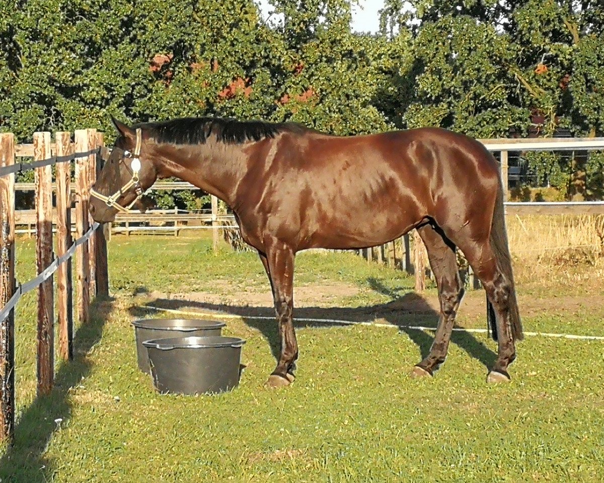 Dressurpferd Dark Dynamic 4 (Hannoveraner, 2013, von Don Frederico)