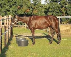 dressage horse Dark Dynamic 4 (Hanoverian, 2013, from Don Frederico)
