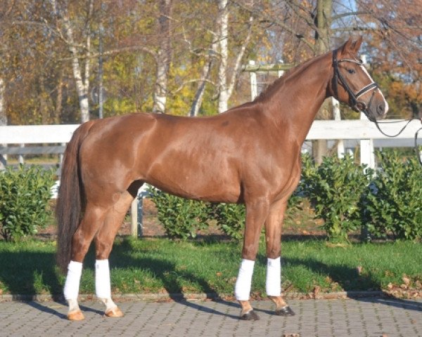 horse Saphira (Hanoverian, 2014, from Sir Winston Churchill)