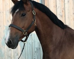Springpferd Leo Lou (Oldenburger, 2012, von Laspari)