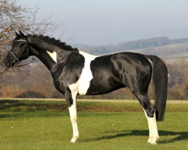 stallion Dragon Fly (German Warmblood, 2008, from Don Corazon)