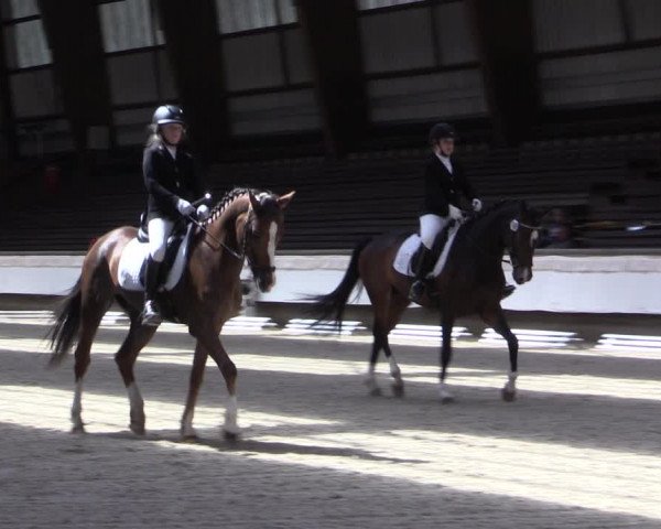 Reitturnier Kreuztal 2017