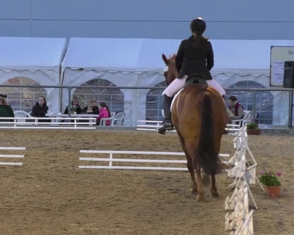 Reitturnier Rottweil 2017