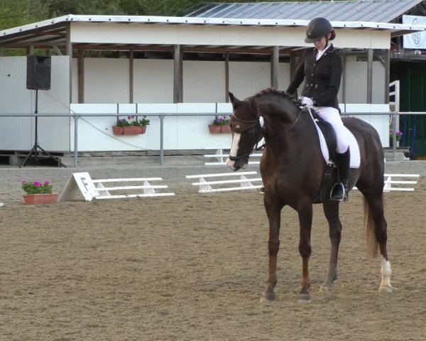Reitturnier Rottweil 2017