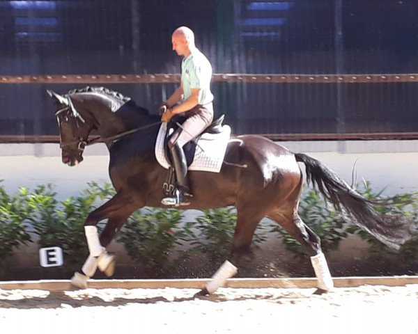 horse Wallach von Soliman de Hus/Dancier (Hanoverian, 2013, from Soliman)