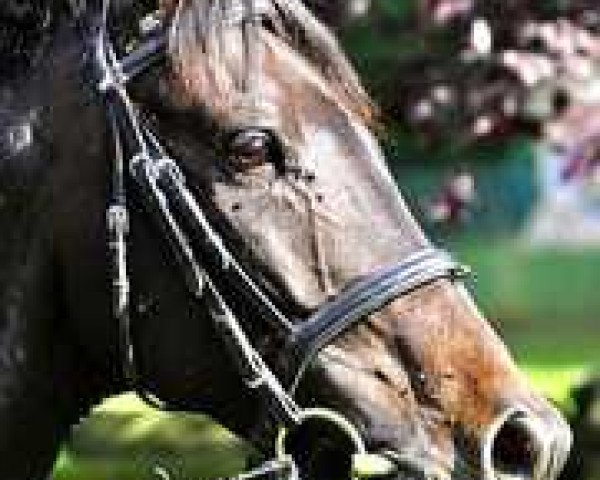 horse Inschallah xx (Thoroughbred, 2001, from Zilzal Zamaan xx)