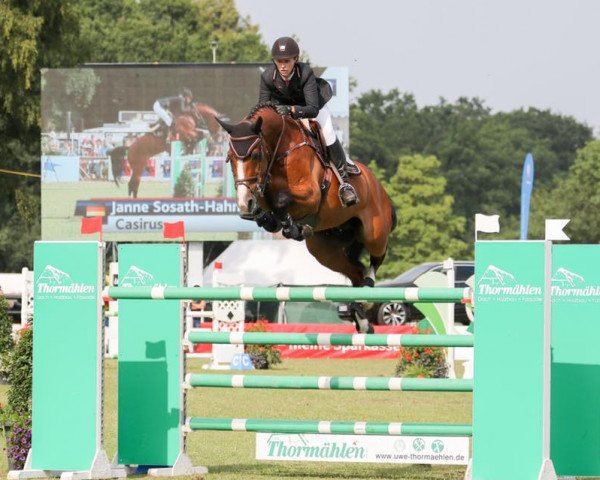 stallion Casirus (Oldenburg, 2009, from Casiro I)
