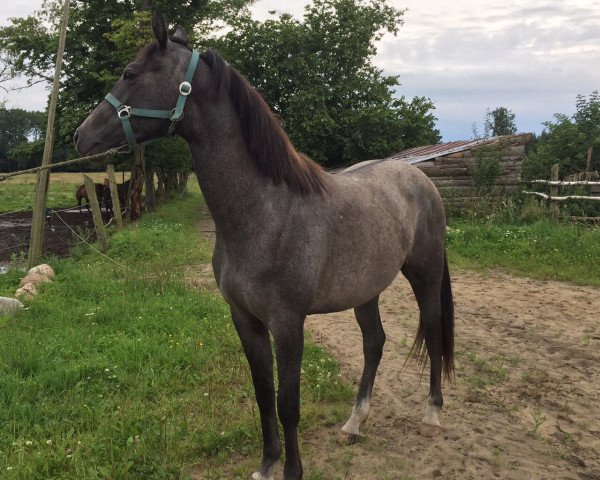broodmare Chloé (Oldenburg show jumper, 2015, from Coupie)