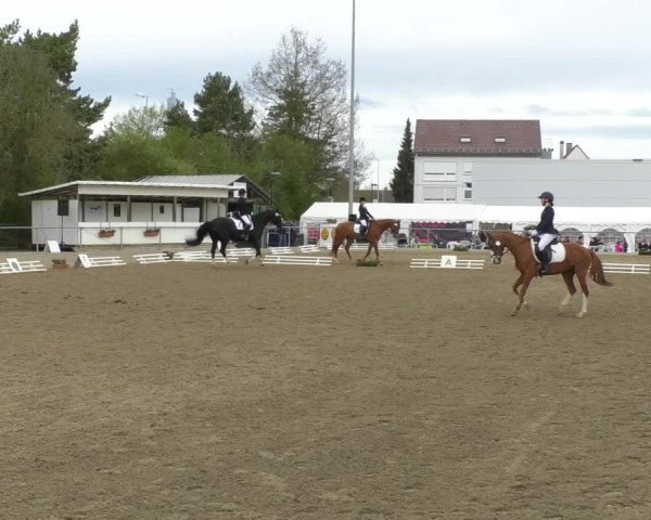 Reitturnier Rottweil 2017