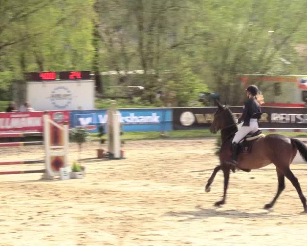 Reitturnier Niederbergheim 2017