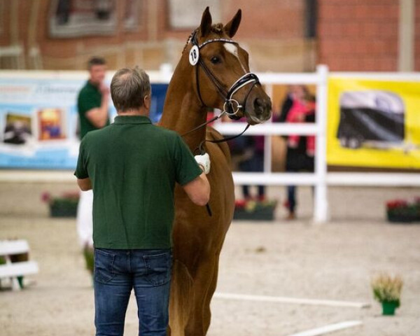 stallion Assenmacher’s New Jackpot (German Riding Pony, 2016, from Fs Numero Uno)