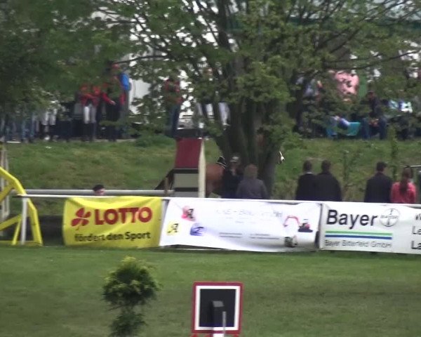 Reitturnier Greppin 2017
