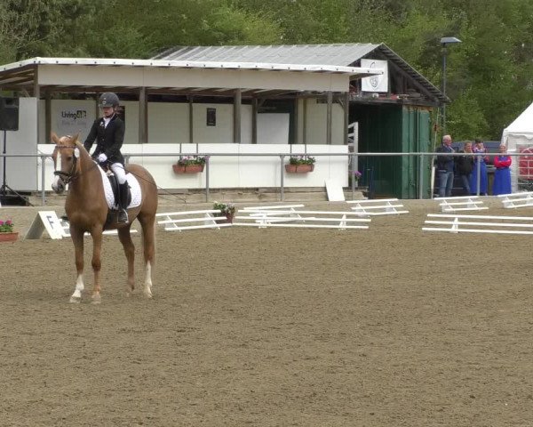 Reitturnier Rottweil 2017