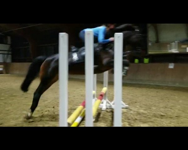 jumper Carlotta 117 (unknown, 2004)
