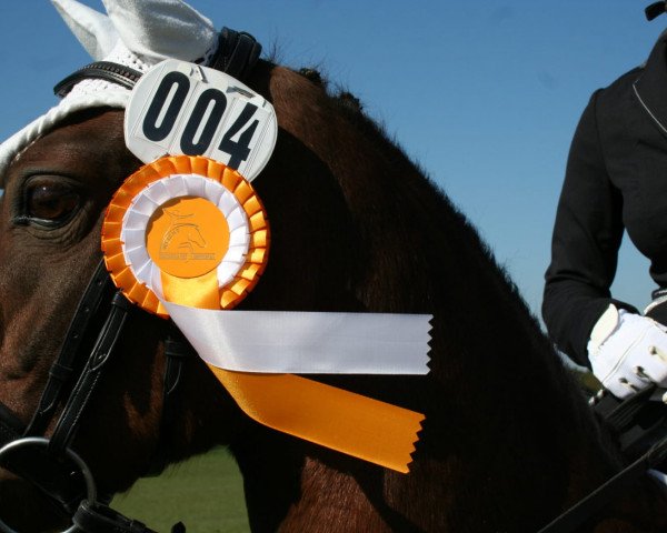 Pferd Bünteeichen-Schiwago (Welsh Pony (Sek.B), 2002, von Schwalmprinz)
