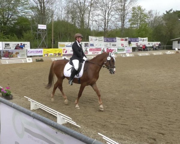 Reitturnier Rottweil 2017