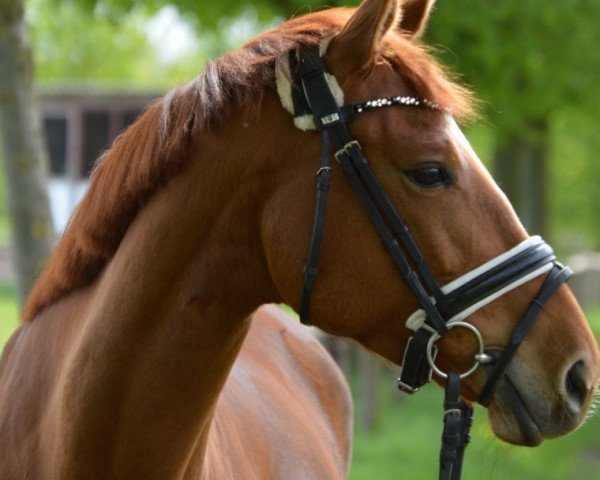 horse Sa Fleur 3 (Trakehner, 2012, from Connery)