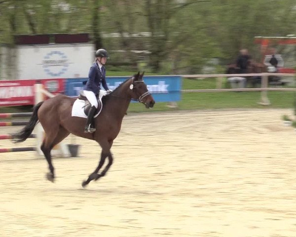 Reitturnier Niederbergheim 2017
