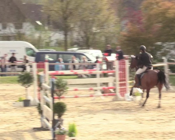Reitturnier Niederbergheim 2017