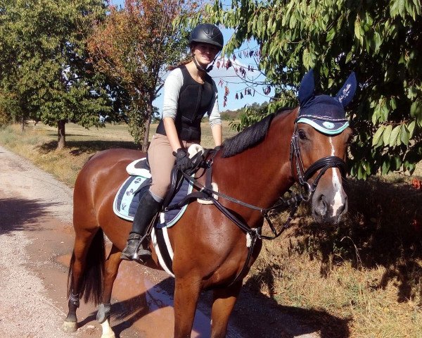 broodmare Corlanda 32 (German Sport Horse, 2012, from Casdorff) broodmare Corlanda 32 (German Sport Horse, 2012, from Casdorff)
