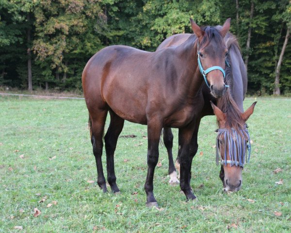 Pferd Vronie (Deutsches Reitpferd, 2017, von Vainqueur)