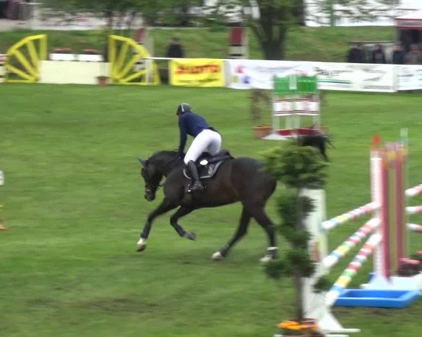 Reitturnier Greppin 2017