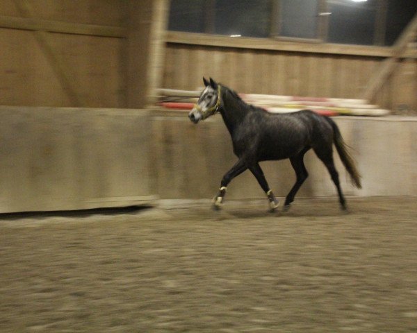 broodmare Valentina (Hanoverian, 2015, from Valentino)