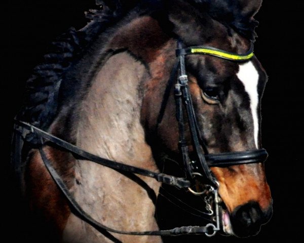 horse Freeman (Brandenburg, 1996, from Freeholder)