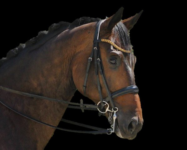 dressage horse Flashback (Rhinelander, 2013, from Feedback 16)