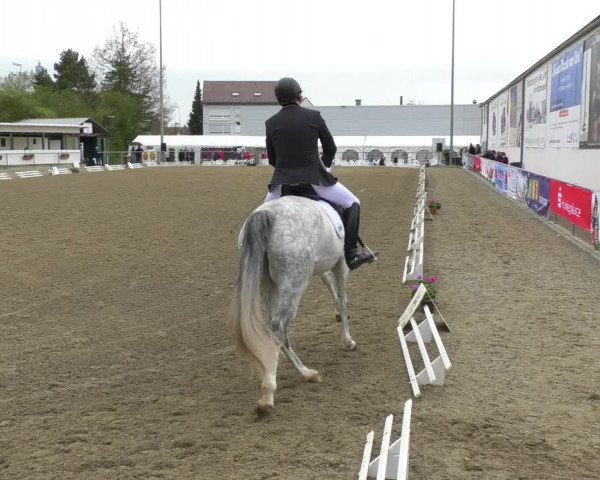 Reitturnier Rottweil 2017