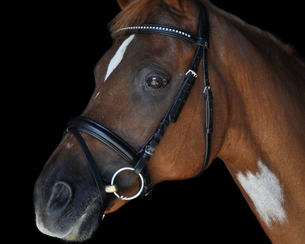Pferd Monte Verdis' Son (Deutsches Reitpony, 1998, von Monte Verdi)