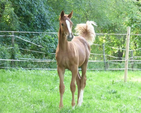 horse Liverpool (Württemberger, 2018, from Lemberger)