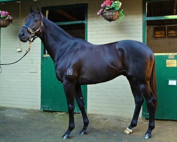stallion Excess Knowledge xx (Thoroughbred, 2010, from Monsun xx)