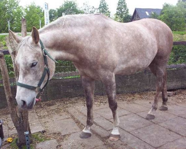 horse Shakrimh ox (Arabian purebred, 2001, from Krimh ox)