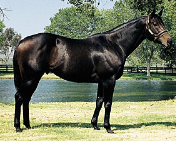 stallion In Excess xx (Thoroughbred, 1987, from Siberian Express xx)
