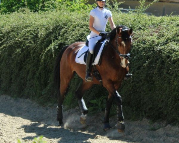 Zuchtstute Fräulein Von und Zu (Westfale, 2008, von Fürst Piccolo)