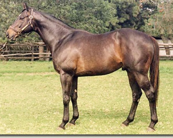stallion Al Mufti xx (Thoroughbred, 1985, from Roberto xx)