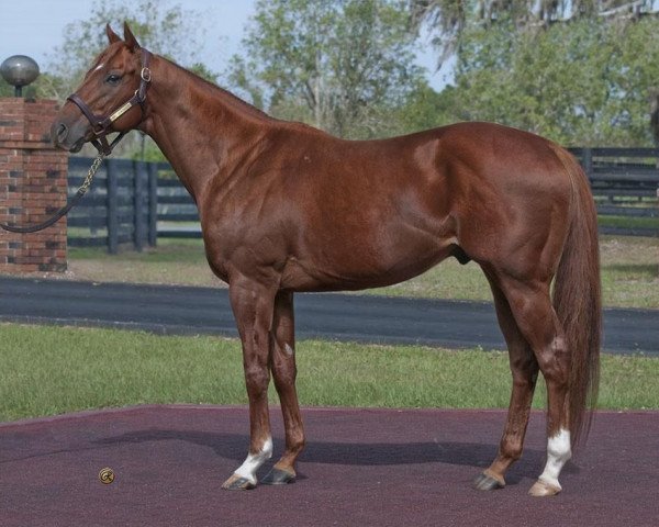 stallion Mr. Sekiguchi xx (Thoroughbred, 2003, from Storm Cat xx)