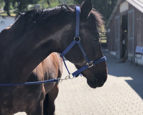 horse Don Spezial (Oldenburg, 1998, from Donatelli I)