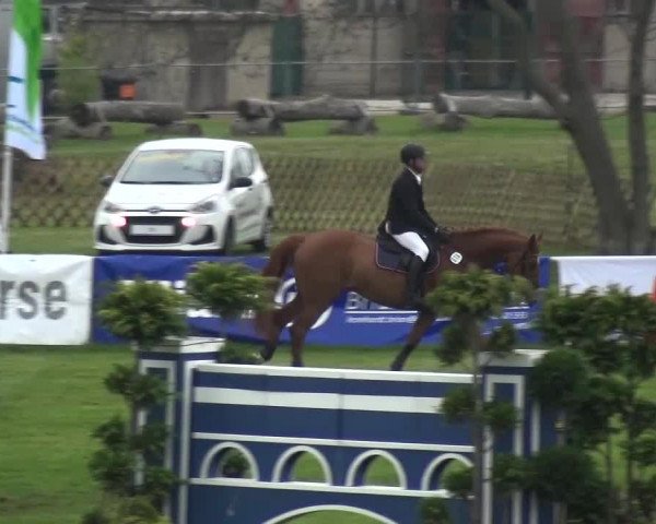 Reitturnier Greppin 2017